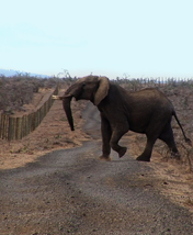 Elephant Soldiers
